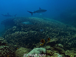 Shark cleaning station at Asho's Gap, Ningaloo Reef.
Vis... by Olivier Notz 